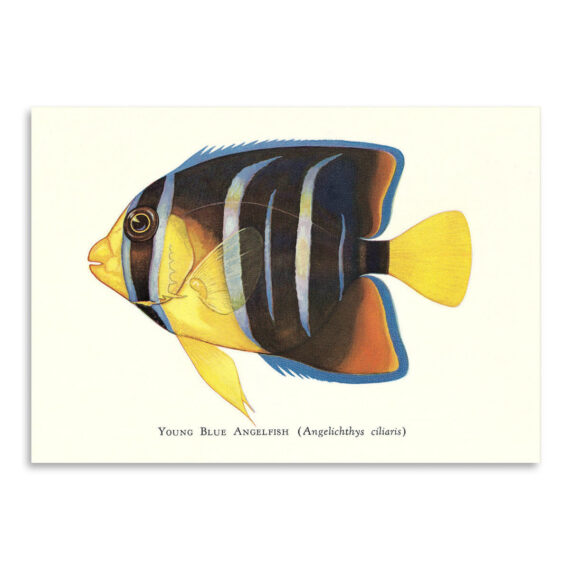 Young Blue Angelfish by Found Image Press Canvas/Poster Wall Art Decor