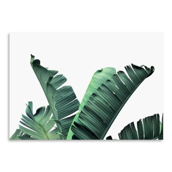 Banana Leaves by Sisi and Seb