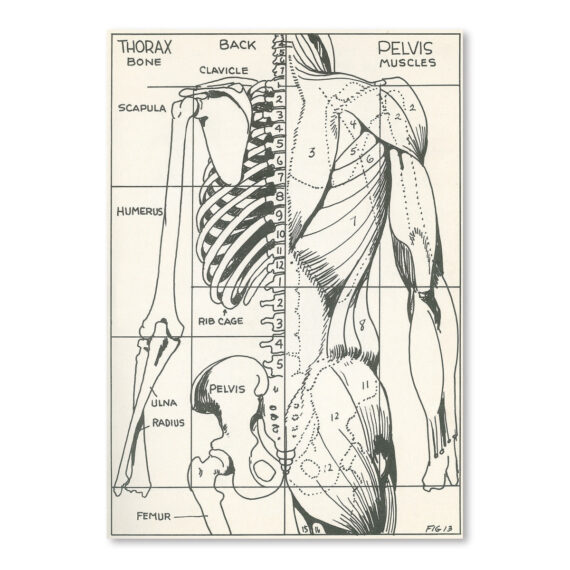 Drawing Of Bones And Muscles Of The Torso by Found Image Press Canvas/Poster Wall Art Decor