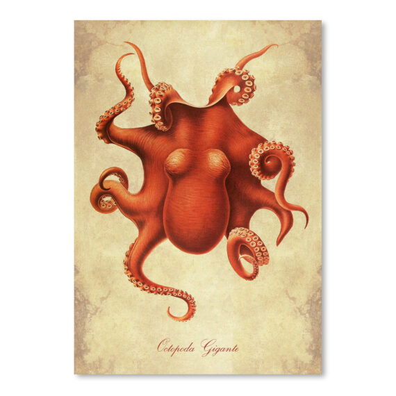 Octopoda Gigante by Coastal Print & Design Canvas/Poster Wall Art Decor